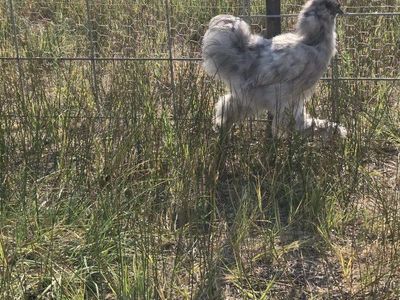silkie rooster free