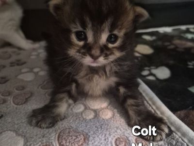 Brown Tabby Male Maine Coon Kitten