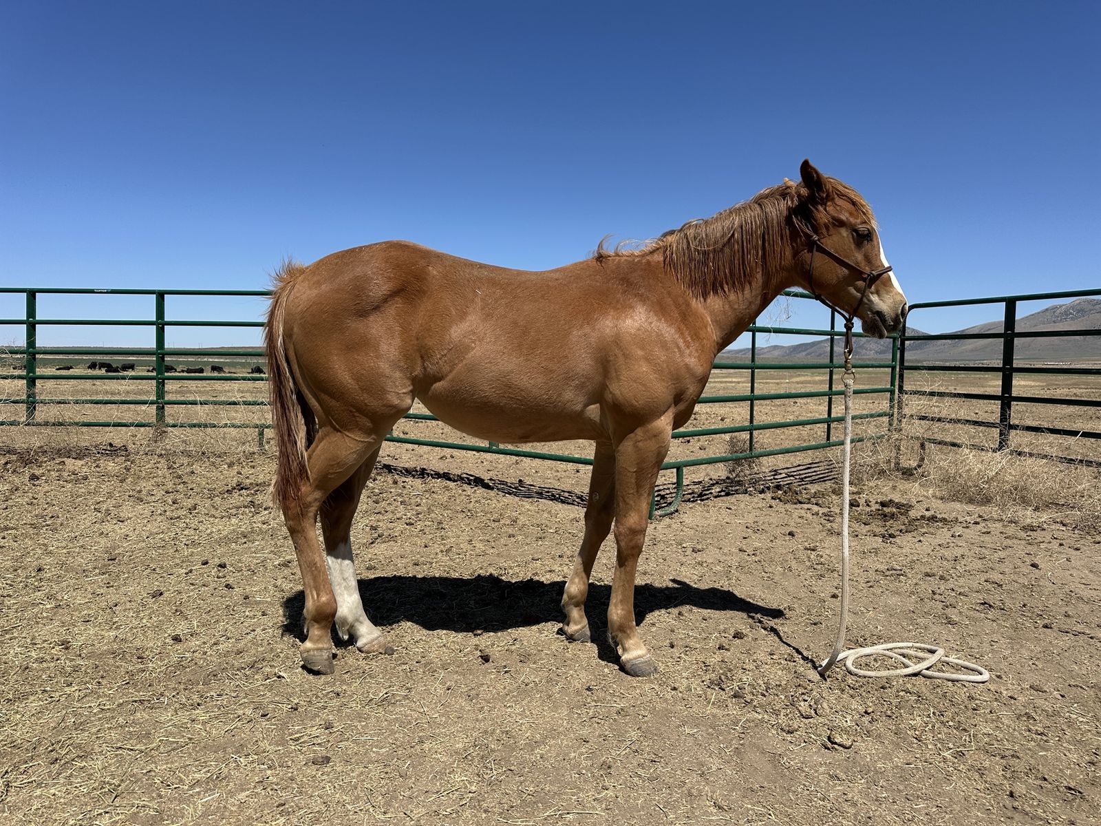 Tres Sies/Paddys Irish Whiskey Filly