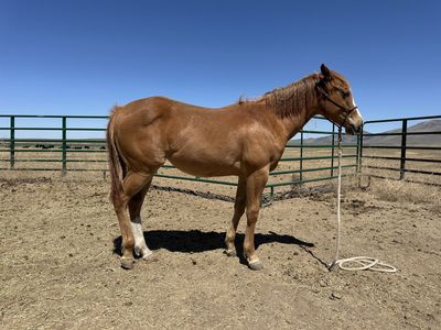 Tres Sies/Paddys Irish Whiskey Filly