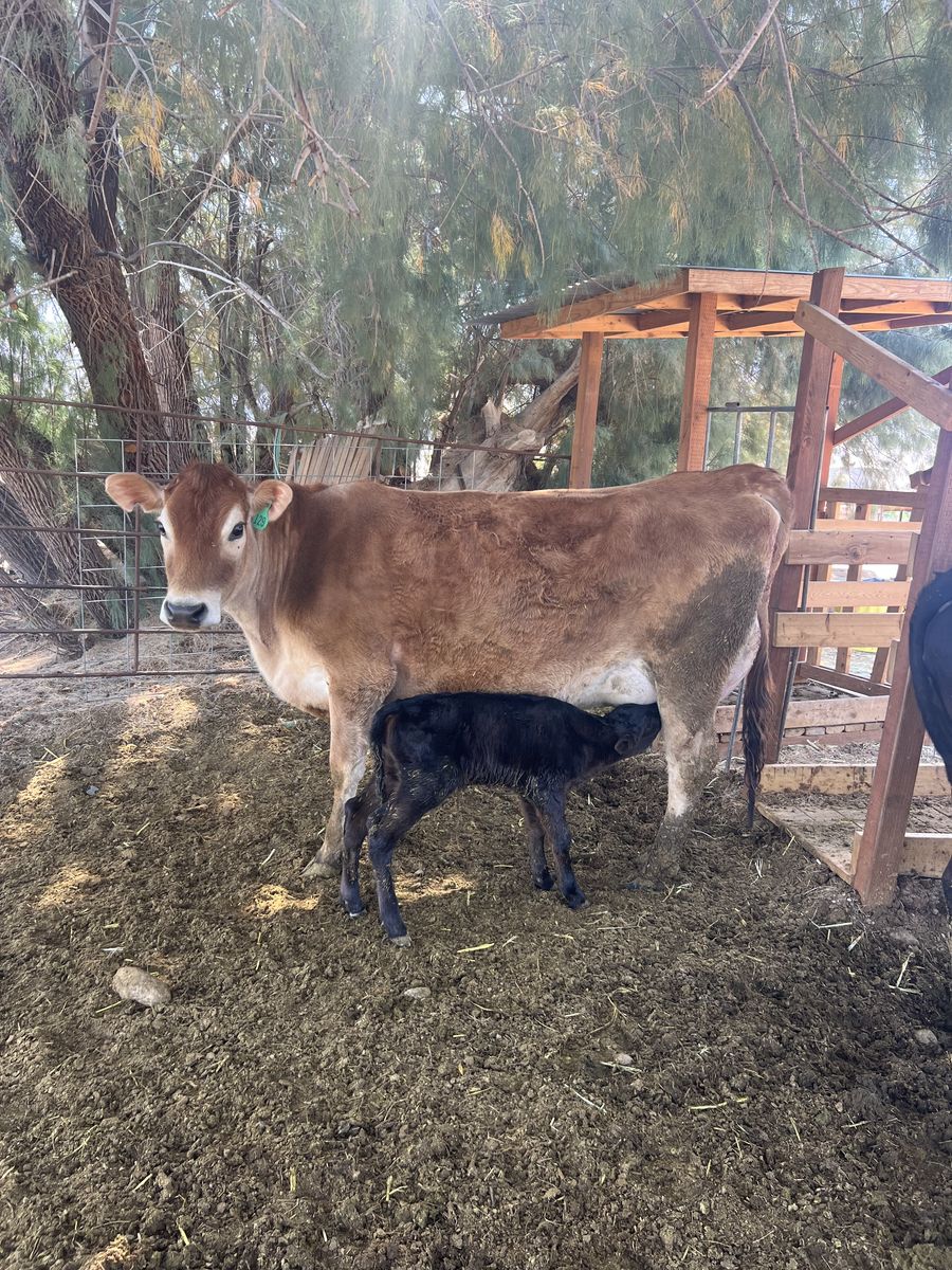Jersey Milk Cow