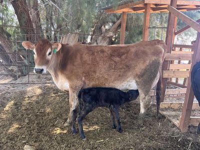 Jersey Milk Cow