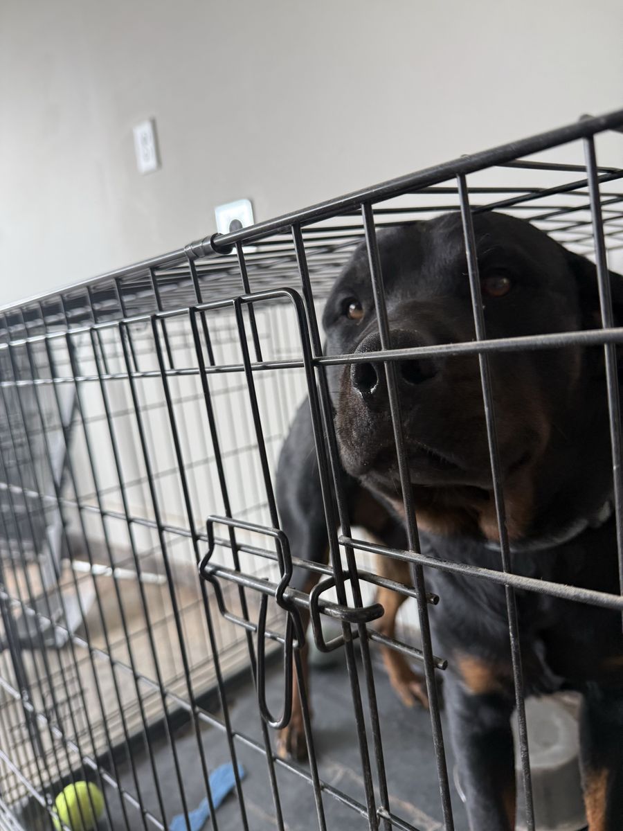 Rottweiler