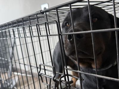 Rottweiler