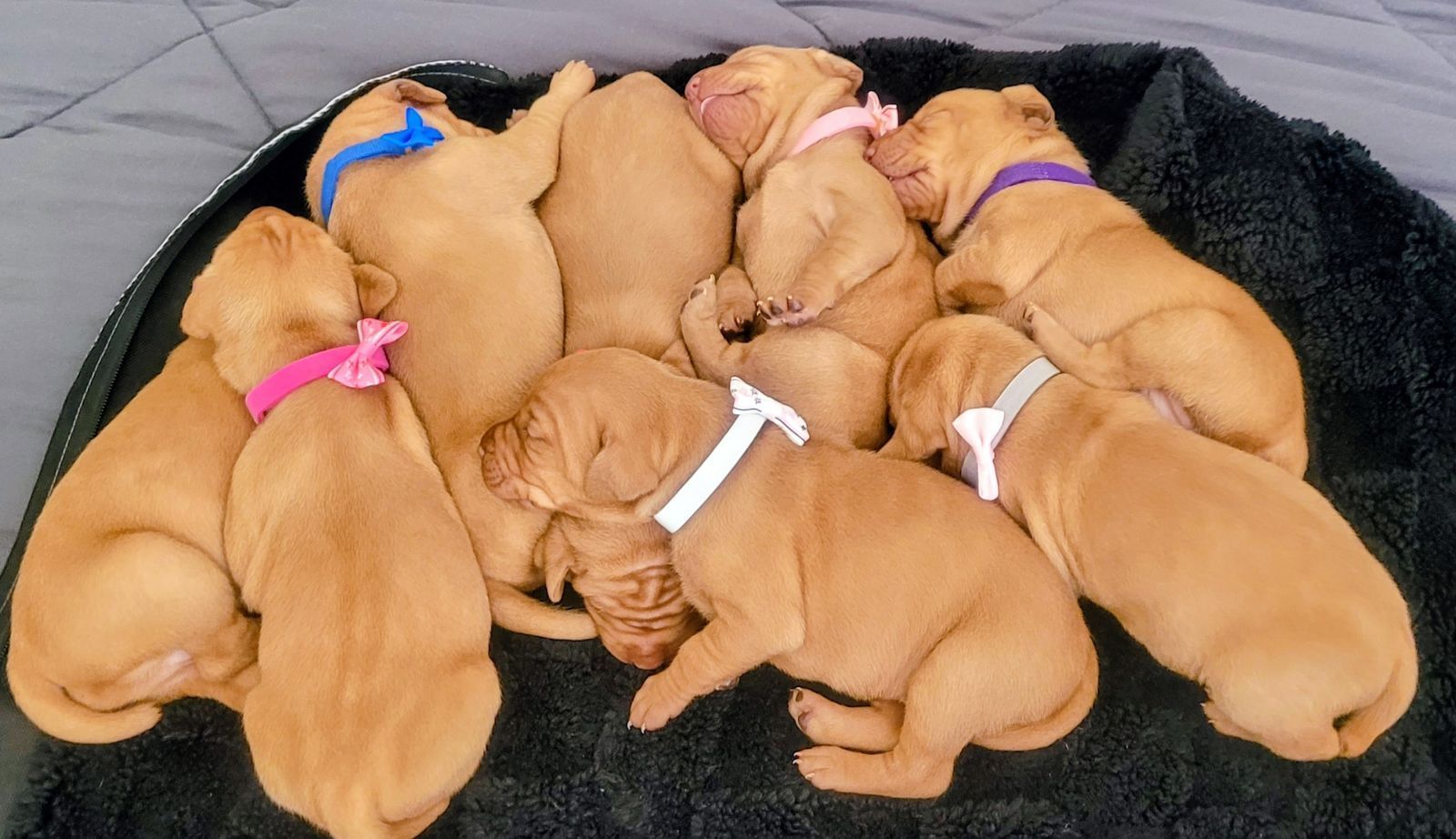 Vizsla Pups