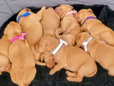 Vizsla Pups