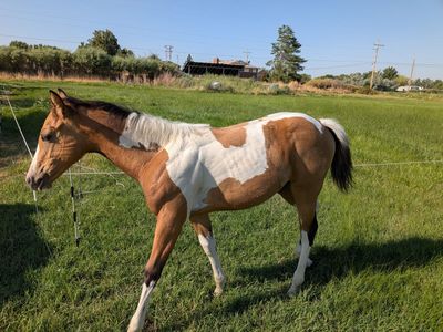 Flashy Buckskin Paint Filly – Born March 24