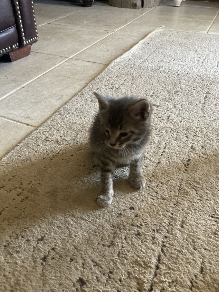 Kittens
