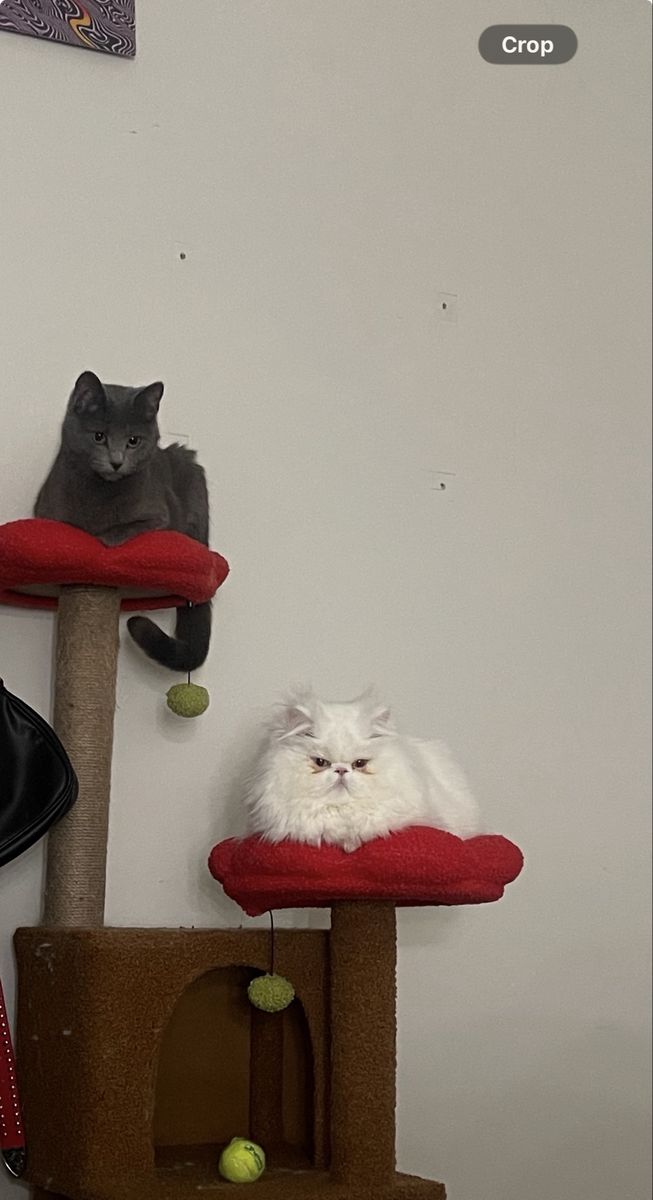 REHOMING BONDED FEMALE CATS