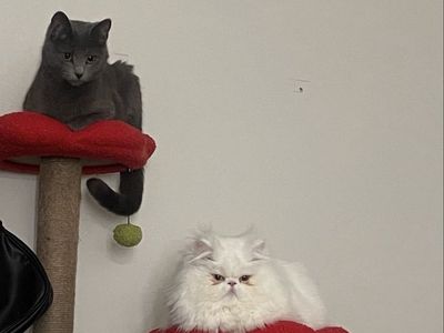 REHOMING BONDED FEMALE CATS