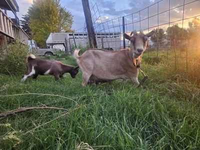 Nigerian Doe in milk with her kid