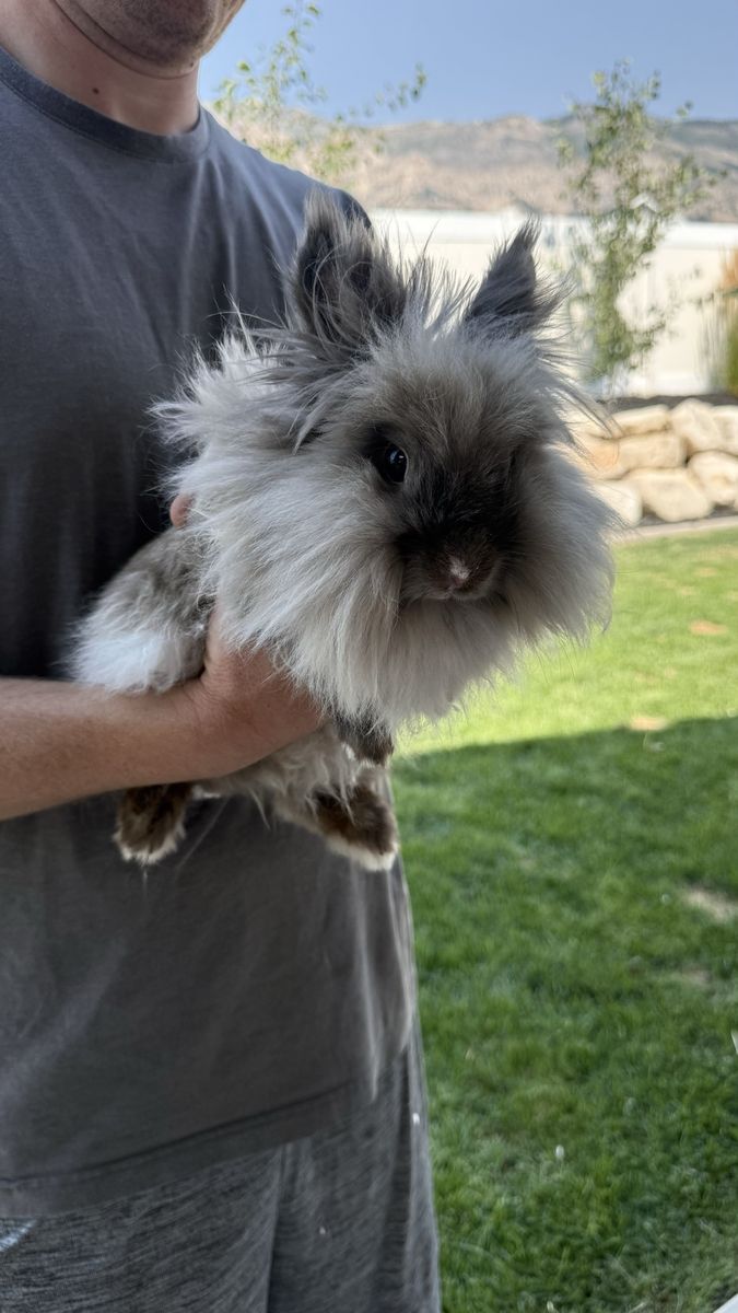 Lionhead Rabbit - Doe