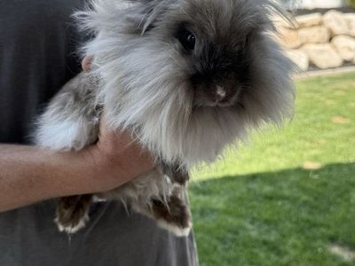 Lionhead Rabbit - Doe