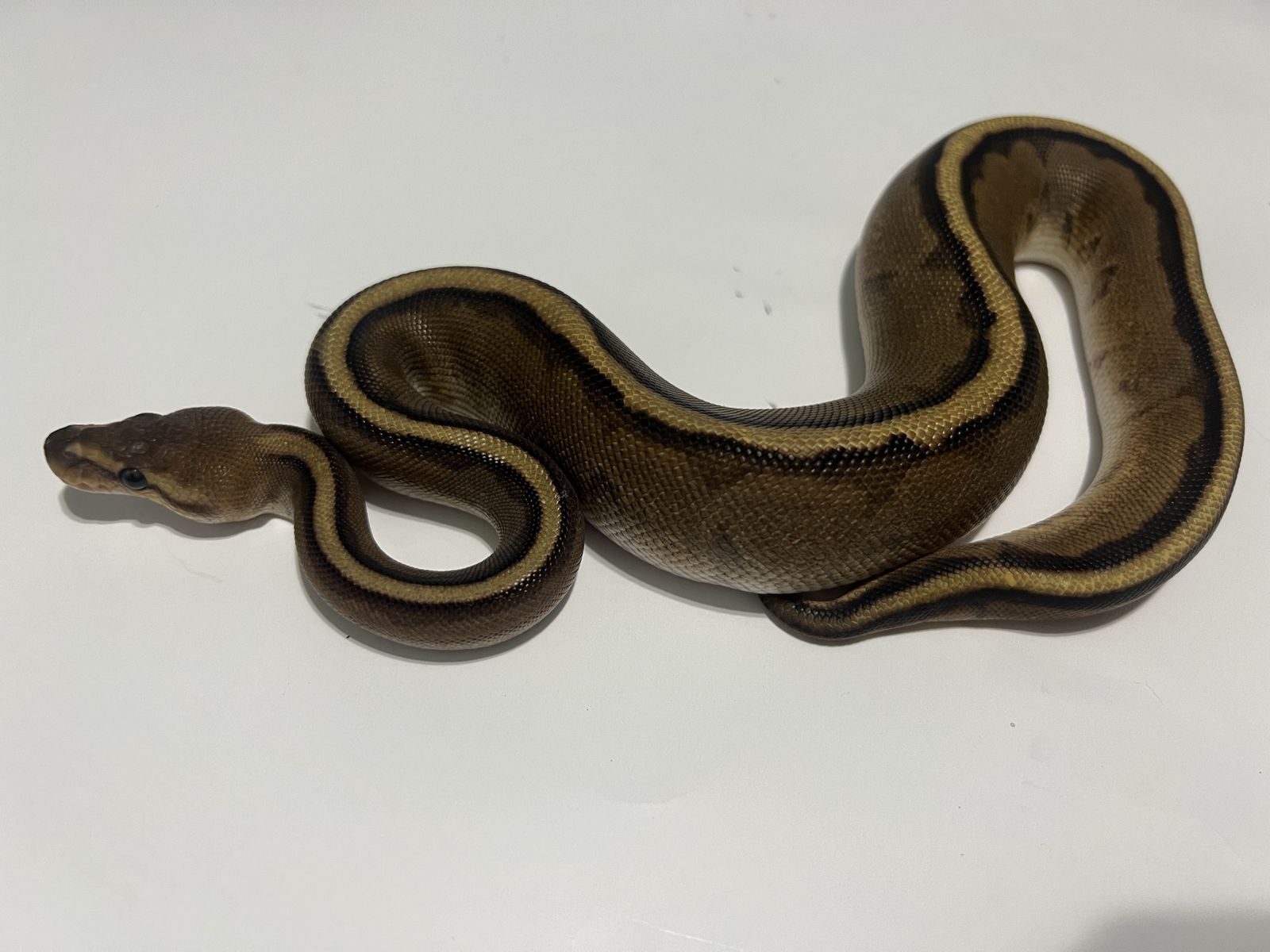 Live Ball Python Snake - #32