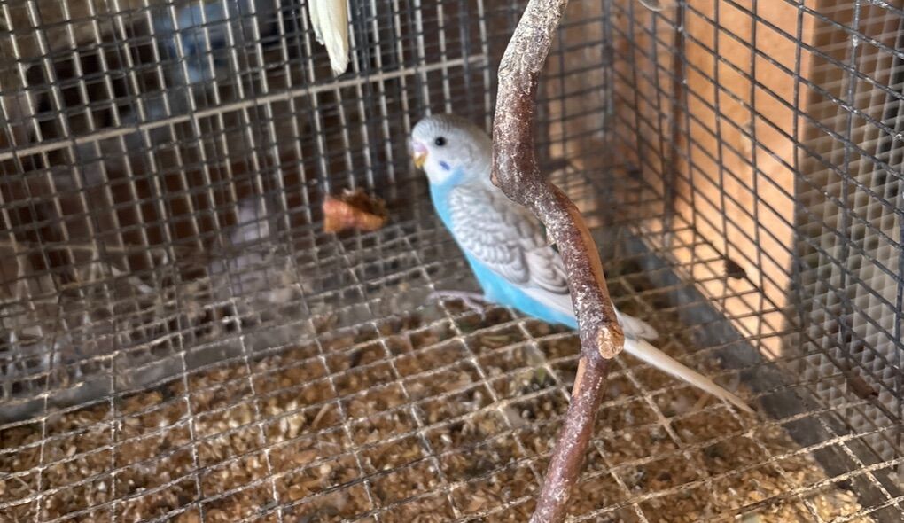 Baby Parakeet For Sale $30.00 Each