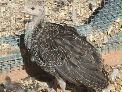 Heritage Turkey Poults