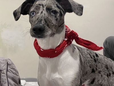 Mini Aussie/gsp mix Dog For Rehoming - Healthy Adult Pointer
