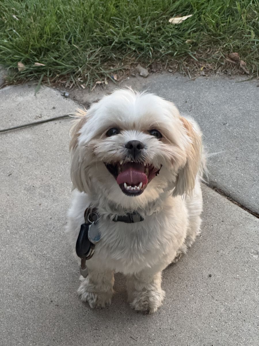 Purebred White/Tan Hypoallergenic Male Shih Tzu