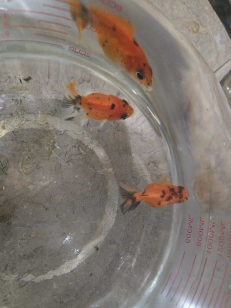 Baby Shogun Goldfish