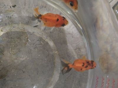 Baby Shogun Goldfish