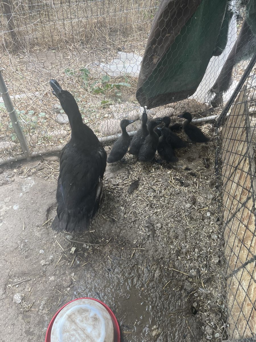 5 Cayuga ducklings for sale