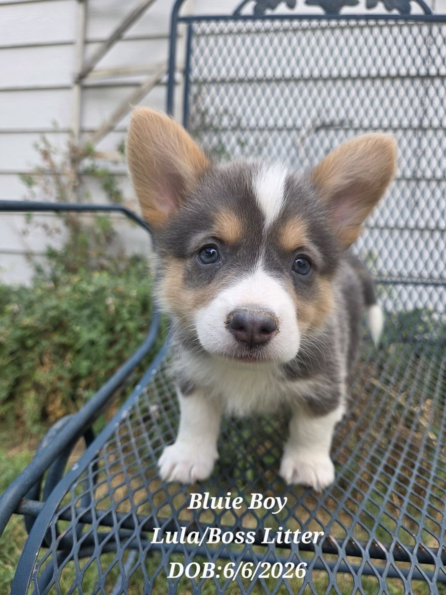 Gorgeous Corgi Puppies! Lifetime Health Guaranteed!