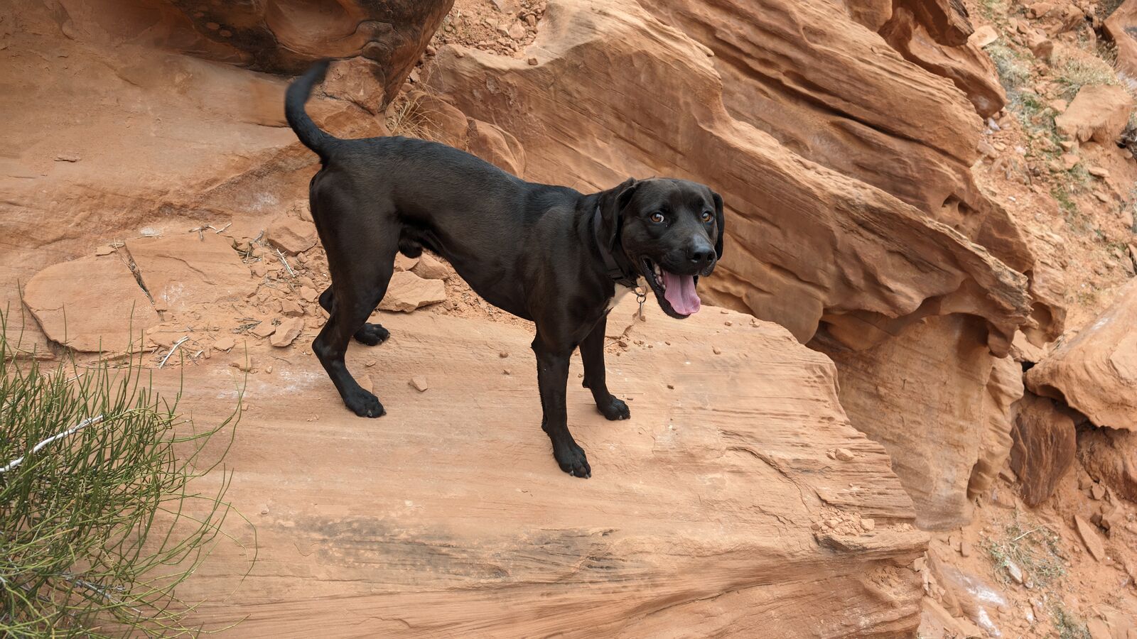 Almost 5 Year Old Dog Needs New Home