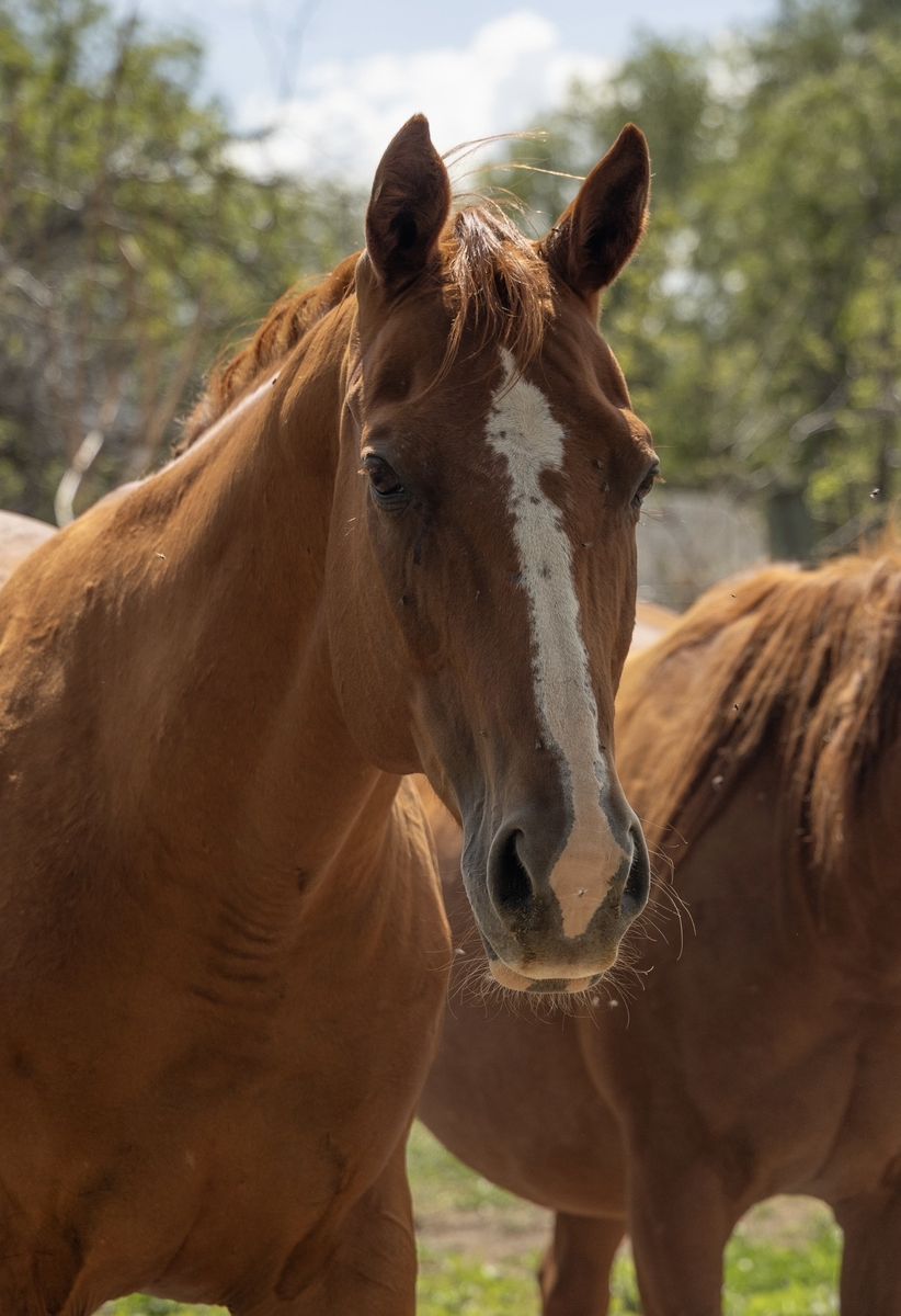 2007 AQHA Open Broodmare