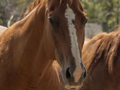 2007 AQHA Open Broodmare