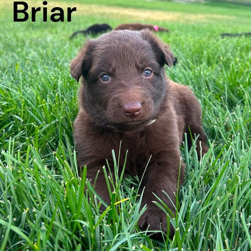 Hello my name is Briar (white)