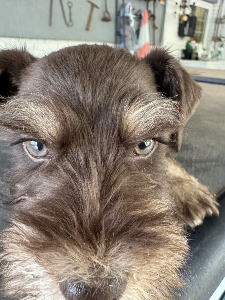 Miniature Schnauzer Puppies