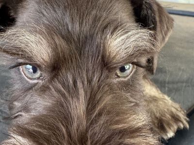 Miniature Schnauzer Puppies