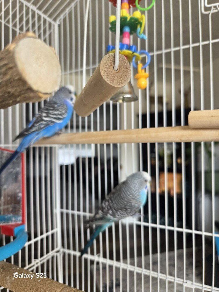 Parakeets for sale