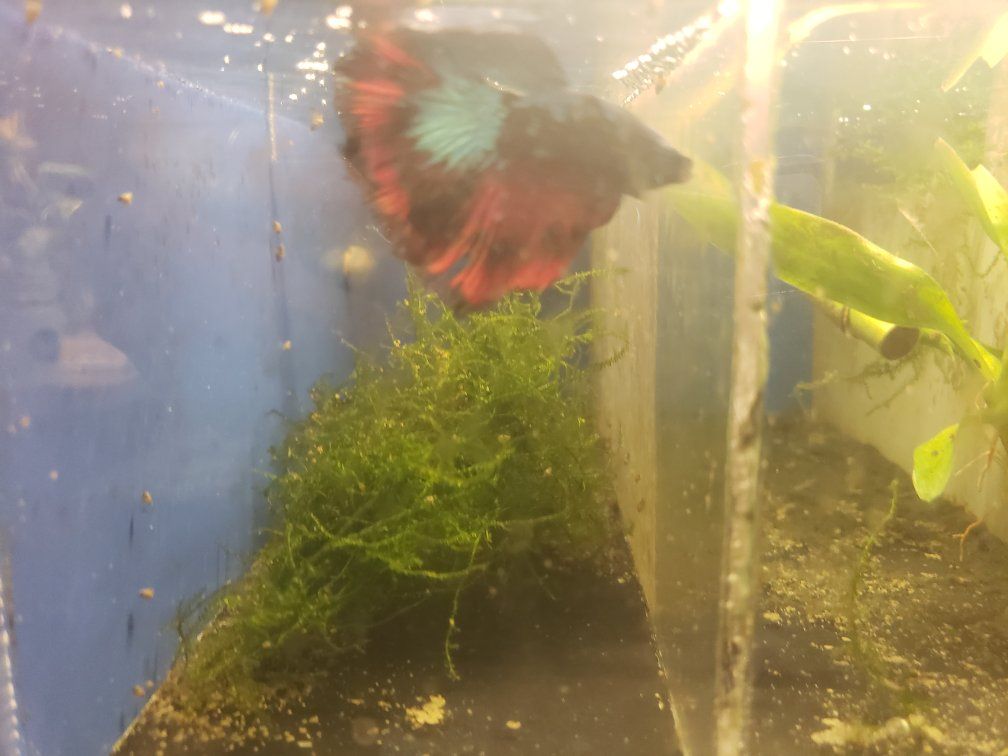 import Avatar Betta Fish