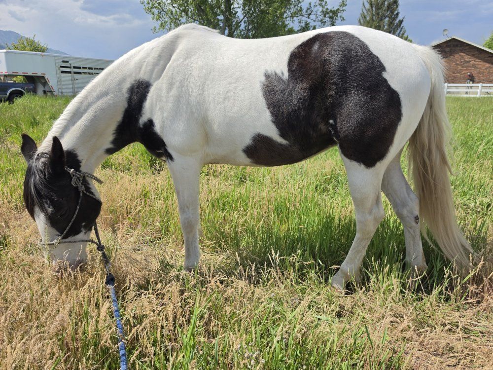 11 yr Old Gaited Spotted Saddle Horse Mare