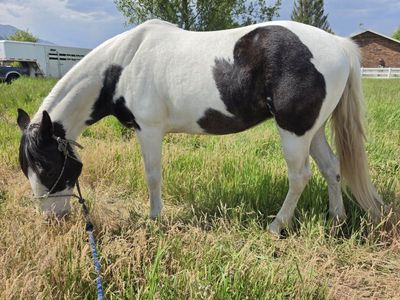 11 yr Old Gaited Spotted Saddle Horse Mare