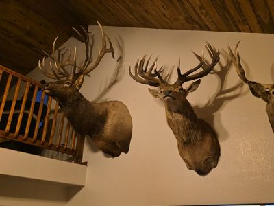 Mounts