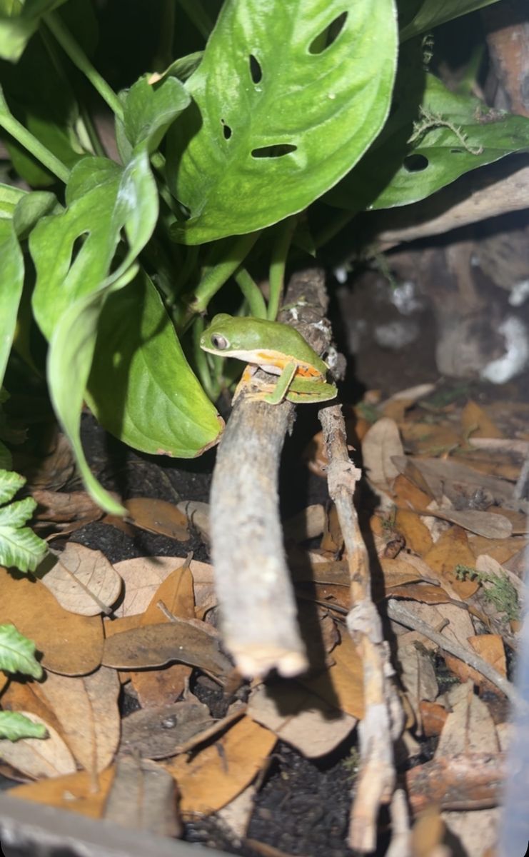 Tiger legged Tree Frog