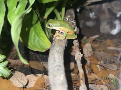 Tiger legged Tree Frog