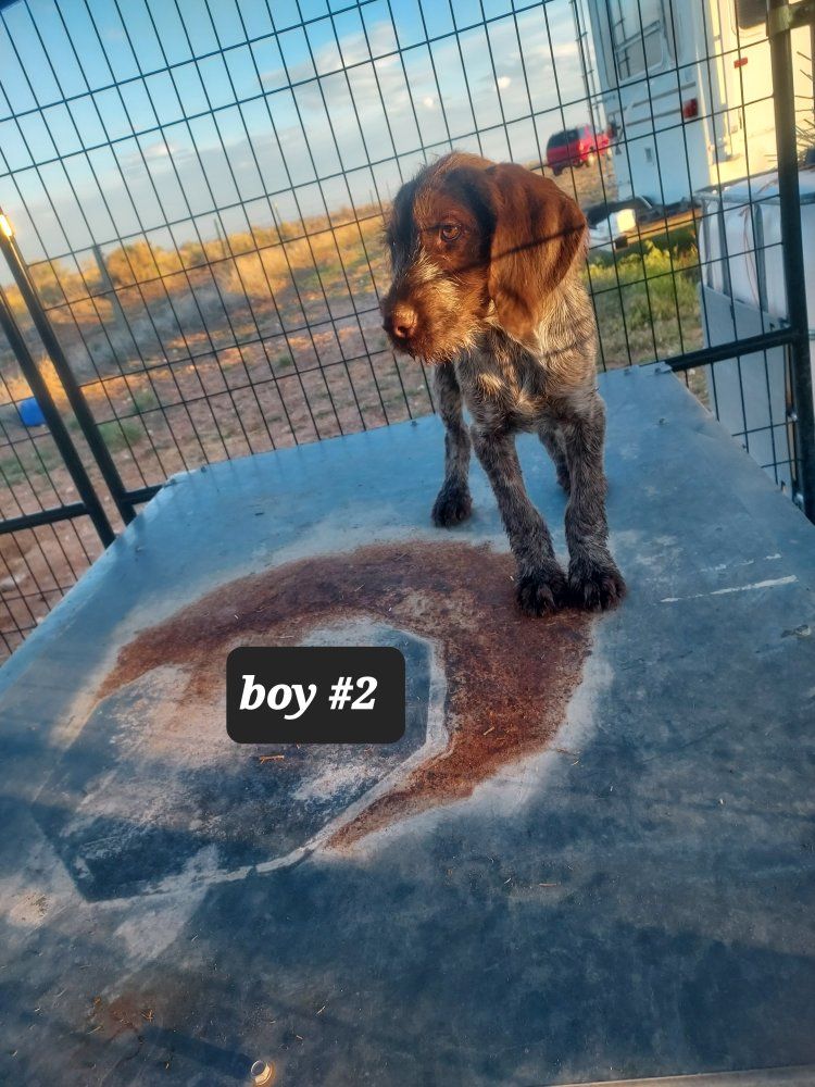 AKC registered German wirehaired pointer pups