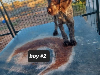AKC registered German wirehaired pointer pups