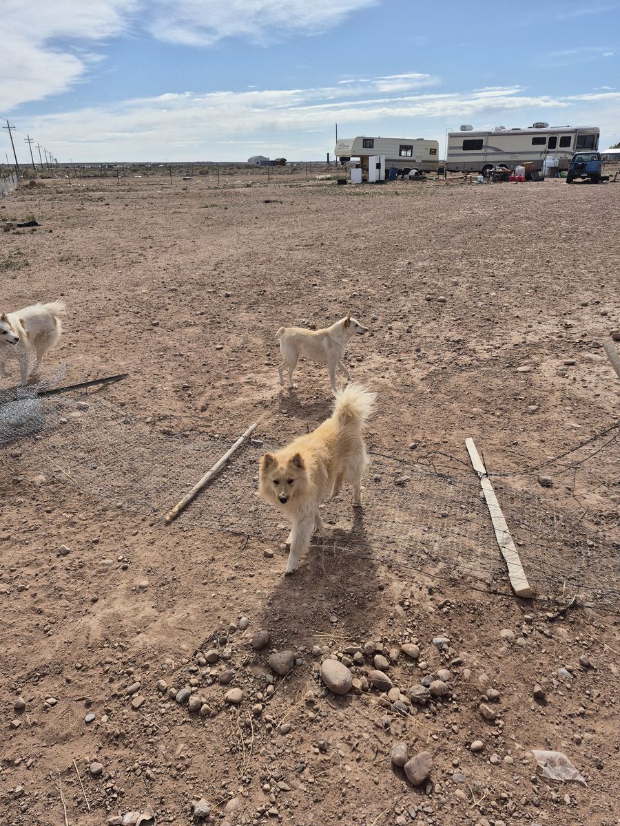 Dogs in need of an owner