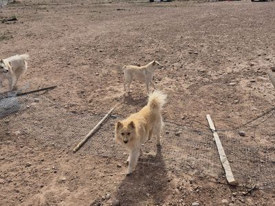 Dogs in need of an owner