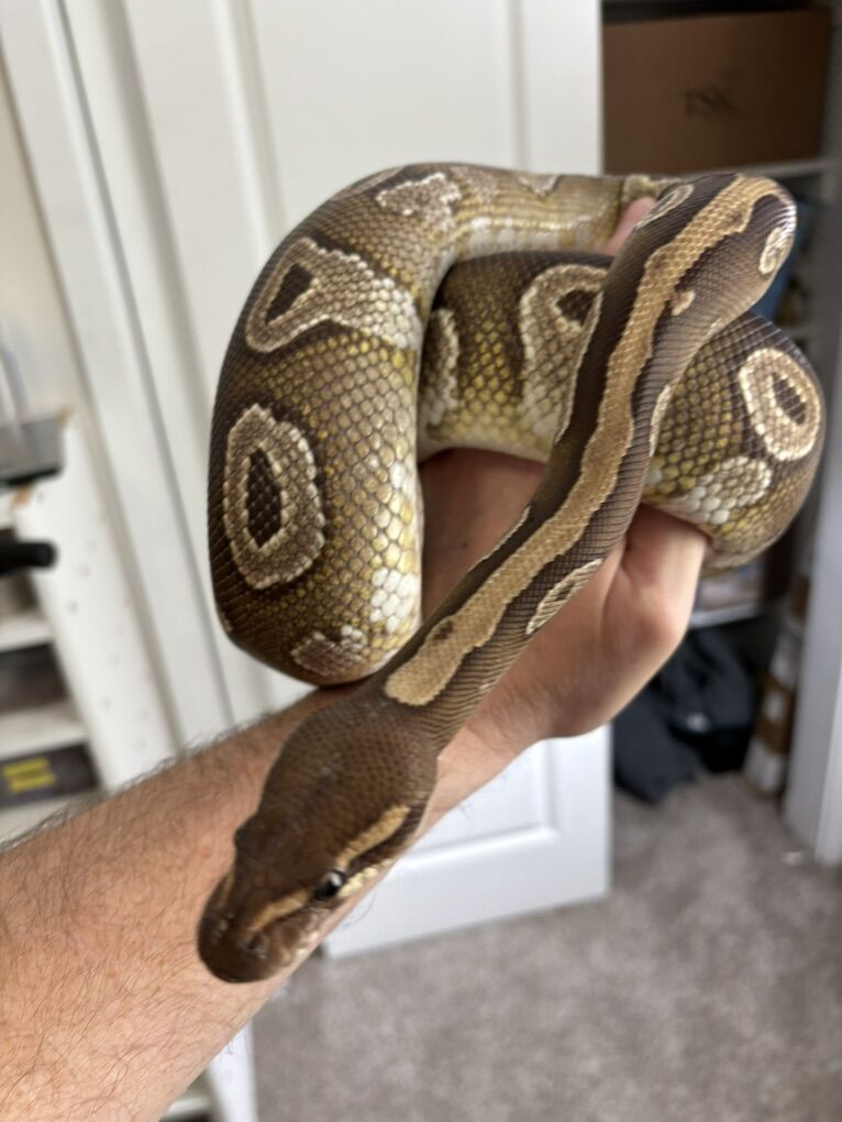 Mojave Ball Python-Female