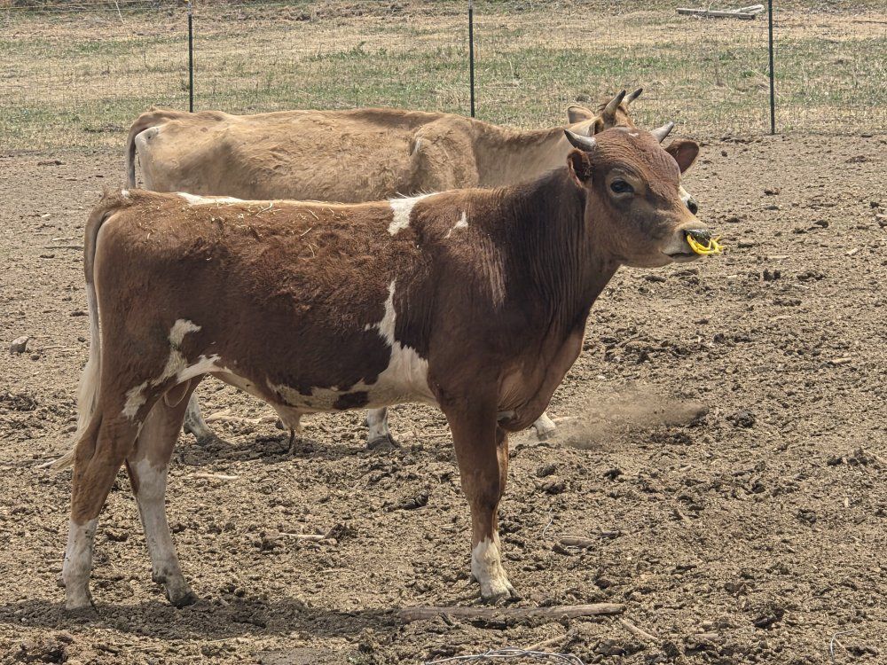 cattle