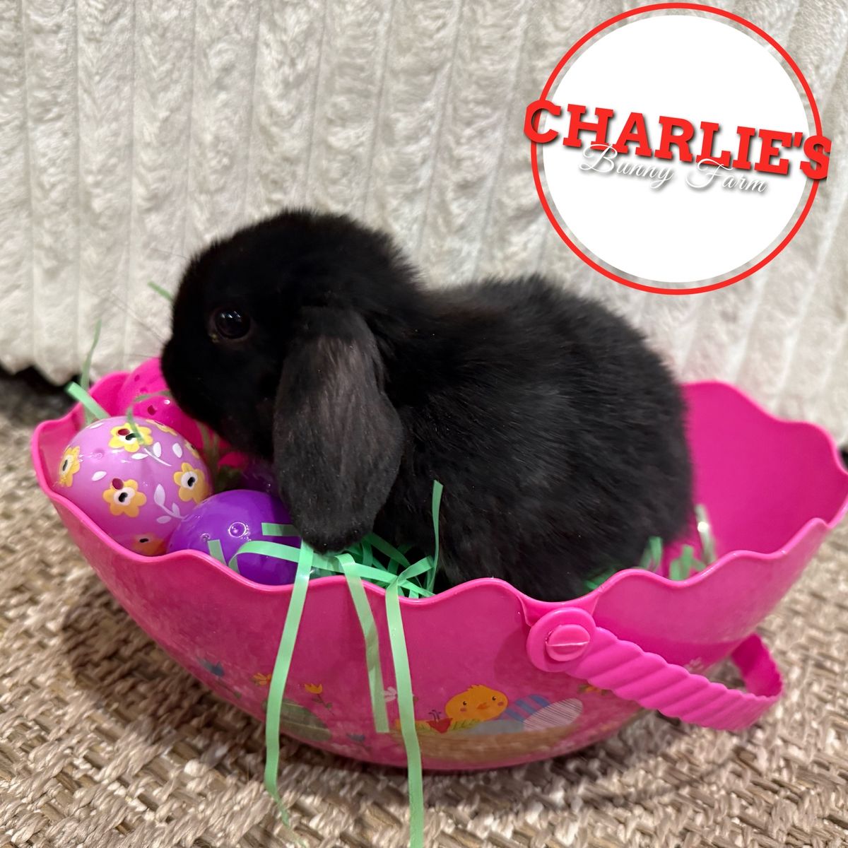 "Silver Flop" Rabbits