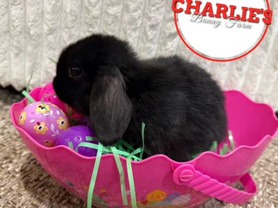 "Silver Flop" Rabbits