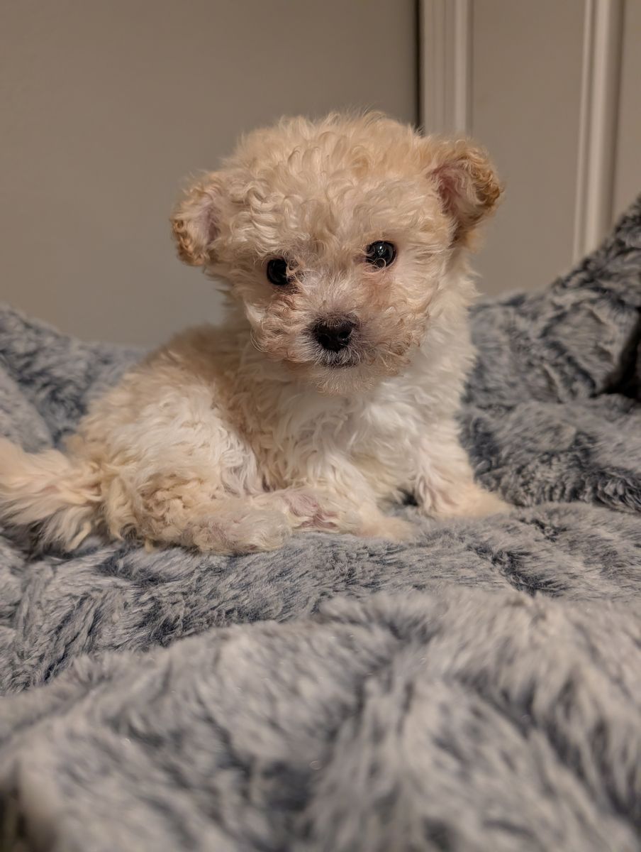 Maltipoo Puppies