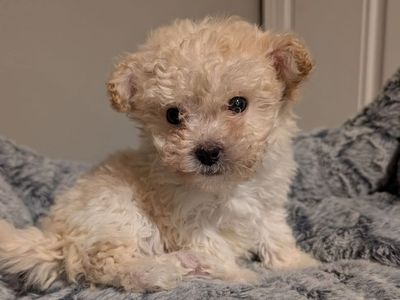 Maltipoo Puppies