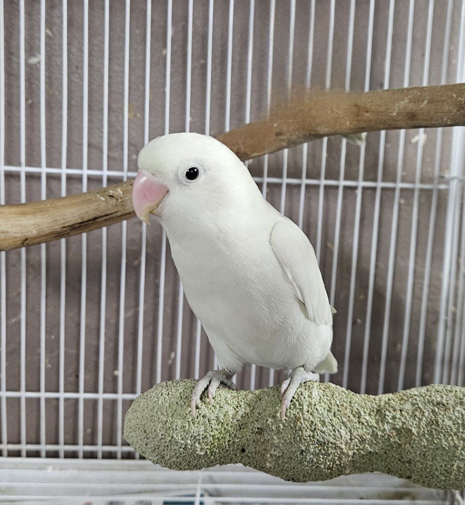 Rare Albino Lovebird